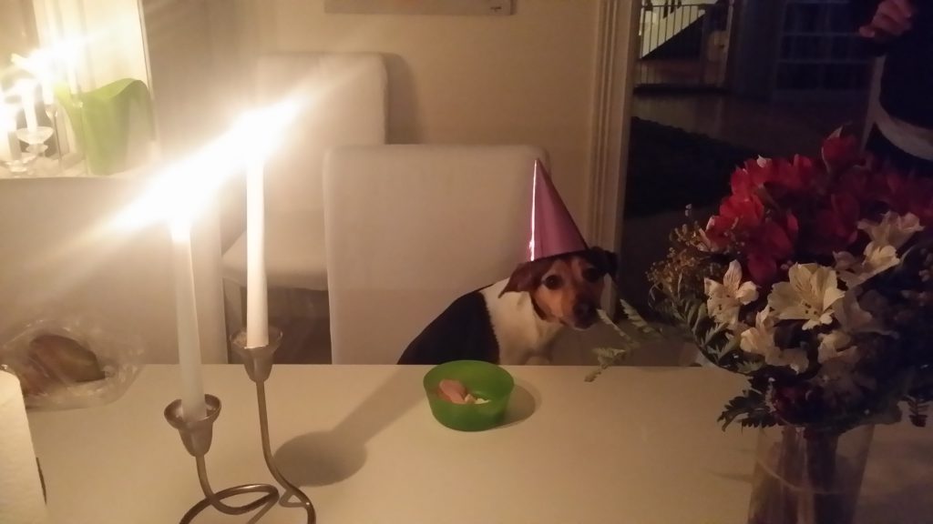 Gårdshund